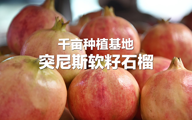 永胜正合农业综合开发有限责任公司| 丽江永胜石榴| 红如意软籽石榴-正